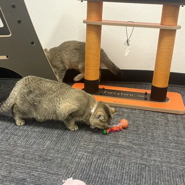 Cat relaxing during boarding at K9 Rox Club